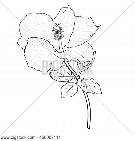 Drawing Of Hibiscus Flower.