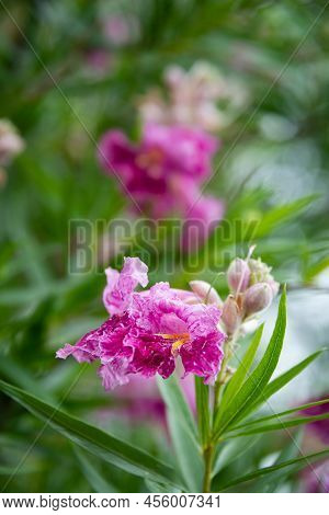 Closeup Of Desert Willow Tree With Pink And White Flower Blossoms In Texas Summer.