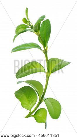 Boxwood Branch Isolated On White Background. Green Boxwood Sprig. Buxus With Clipping Path