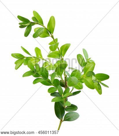 Boxwood Branch Isolated On White Background. Green Boxwood Sprig. Buxus With Clipping Path