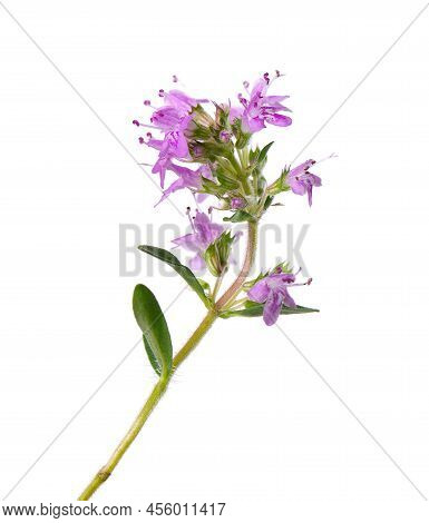 Wild Thyme Flowers, Isolated On White Background. Blooming Sprigs Of Thymus Serpyllum