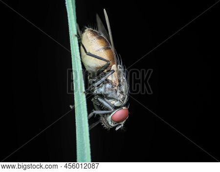 Close Up Of House Fly On The Grass