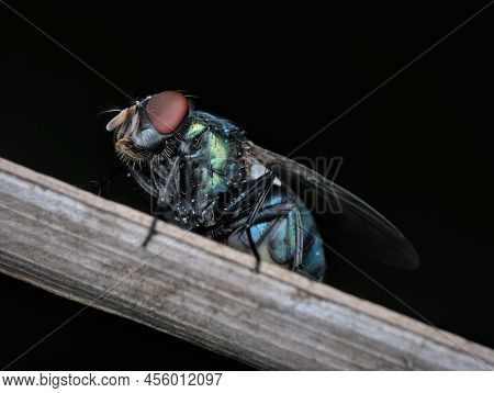 Blue Bottle Fly With Dirt In The Body On Dry Leaves