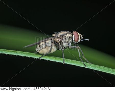 Stable Fly With Long Mouth On The Grass