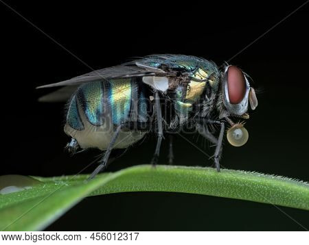 Common Green Bottle Fly On The Grass With Buble In The Mouth