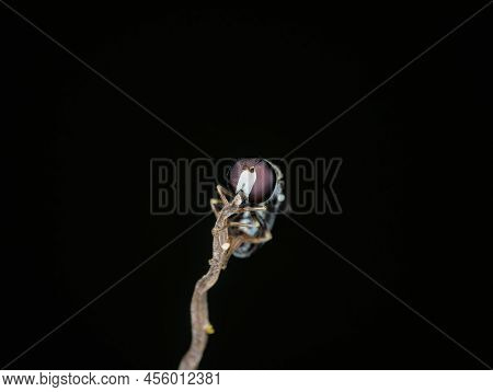 Hover Fly On The Branch Seen From The Front