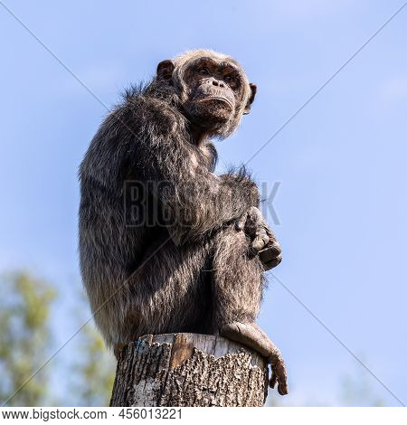 Common Chimpanzee, Pan Troglodytes, Popular Great Ape From African Forests And Woodlands, Kibale For