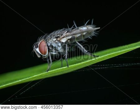 A Satellite Flies Perched On The Grass