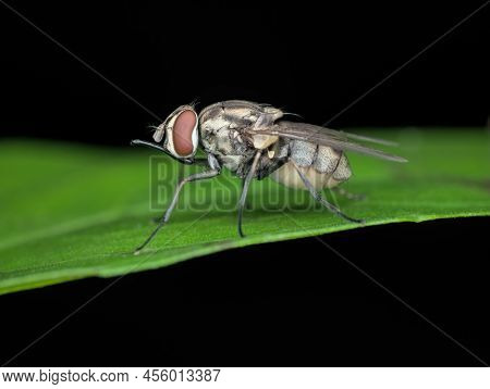 Stable Flies With Long Mouth Sucker On The Leaf