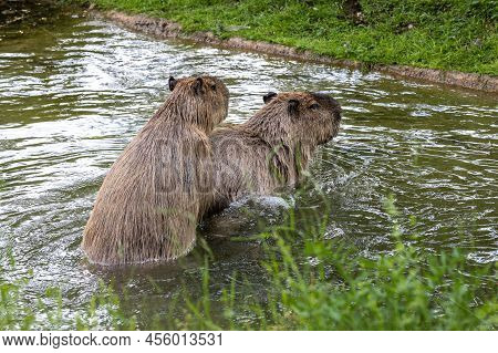 The Capybara, Hydrochoerus Hydrochaeris Is A Mammal Native To South America. It Is The Largest Livin