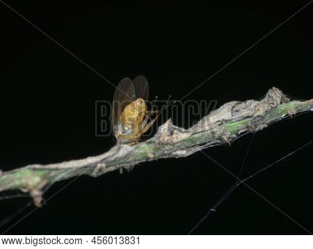 House Fly On The Branch From Back View