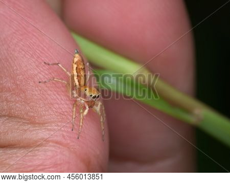 Small Jumping Spider Perched On The Human Hand