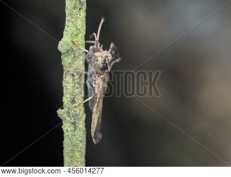 Lace Bugs Perched On The Branch From Side View