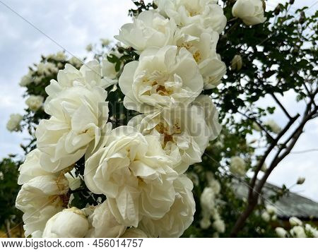 Beautiful Rose Bush (rosa Spinosissima) With White Flower Petals Close-up