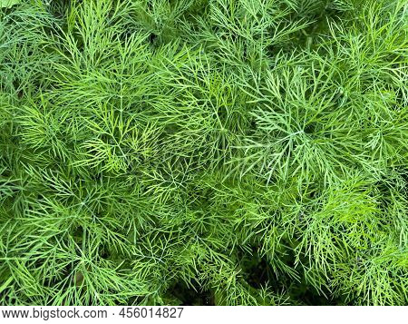 Dill (latin Anethum) Is A Monotypic Genus Of Short--lived Annual Herbaceous Plants Of The Umbrella F