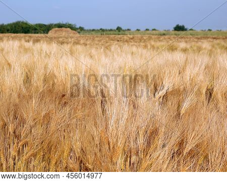 Blonde Golden Ears Of Wheat In The Cultivated Field In The Plain