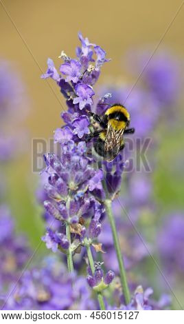 Macro Photo Of A Bumblebee Also Called Bombus Is An Insect On The Lavandula Flowers While Sucking Ne