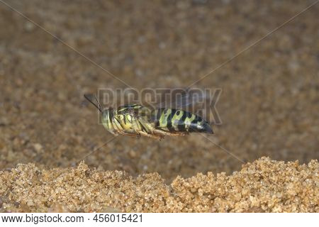 A Sand Wasp Flying On The Sand