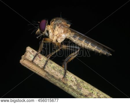 Red Eye Robberfly Perched On The Branch