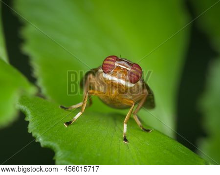 A Signal Fly On The Fern Leaf