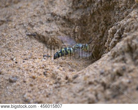 The Sand Wasp Is Flying In Front Of The Hole Seen From Side