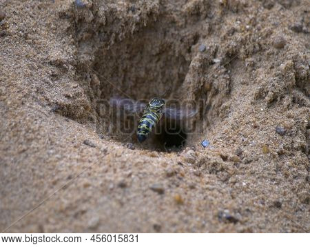 The Sand Wasp Is Flying In Front Of The Hole