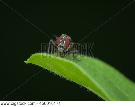 Small Fly With Buble In The Mouth On The Leaf