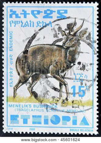 Etiopia - noin 2000: Leima painettu Etiopian osoittaa Menelik? s Bushbuck noin 2000