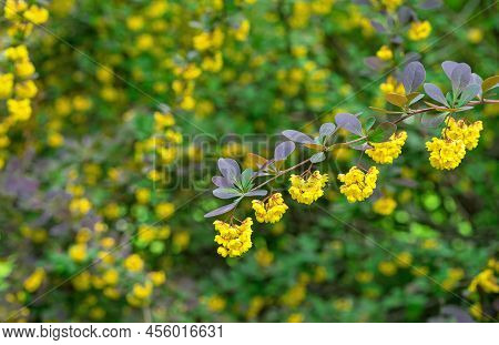 Small Yellow Flowers Of Tunberg's Barberry Or Japanese Barberry. Thunberg Barberry Is An Ornamental 