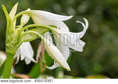 Crinum Moorei Flowers