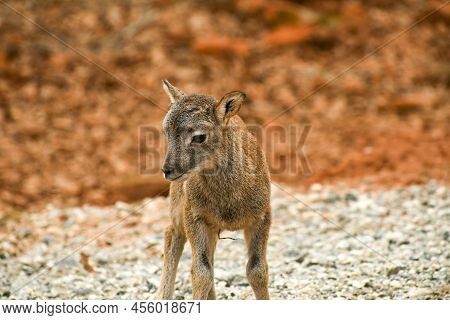 Baby Mouflon Sheep At The Wild Animal Safari In Pine Mountain, Ga