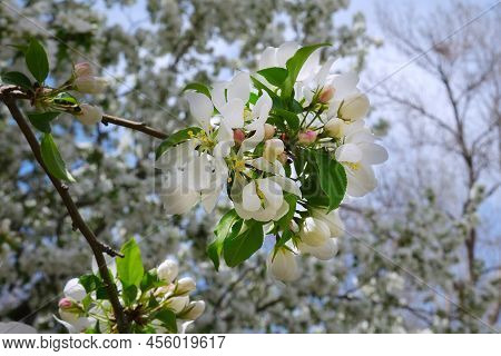 Blooming Spring Apple Tree Branch With White Flowers Close Up Photo. Natural Background Design Templ