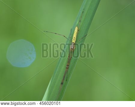 Long Jawed Orb Weavers Spider On The Grass
