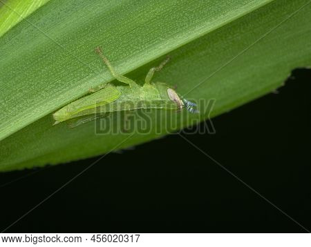 Grasshopper Nimfa Camouflage Under The Green Leaf