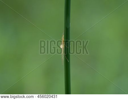 Cute Pose Of Spider On The Grass Stalks