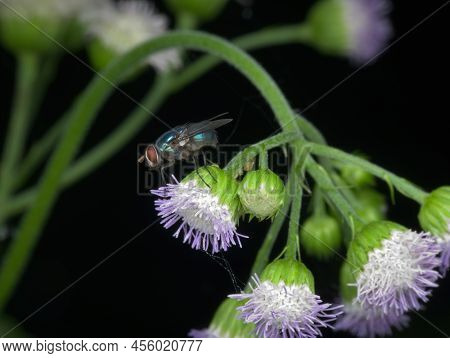Beautiful Blue Bottle Fly Perched On The Wild Flower