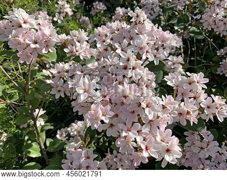 Flowering Ornamental Shrub Indian Hawthorn (lat.-rhaphiolepis Indica) With White And Pink Flowers