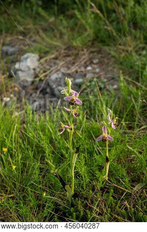 Spring Blossom Of Colorful Wild Orchids Flowers In Meadows Near Bakio, Basque Country, Spain