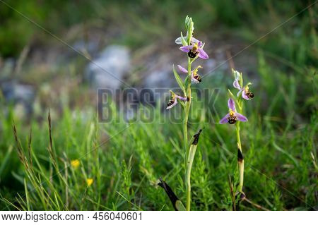 Spring Blossom Of Colorful Wild Orchids Flowers In Meadows Near Bakio, Basque Country, Spain