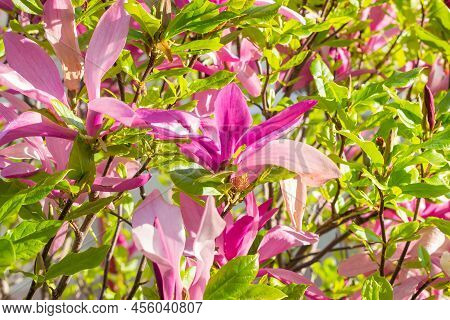 Bright Pink Magnolia Susan Liliiflora Flowers With Green Leaves In The Garden In Spring.