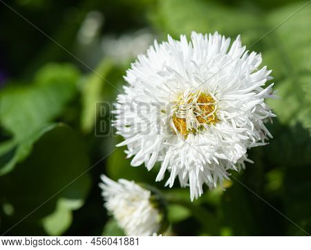 Popular Spring Flowers Daisy Bellis Pomponette Blossom In The Garden