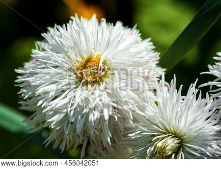 Popular Spring Flowers Daisy Bellis Pomponette Blossom In The Garden