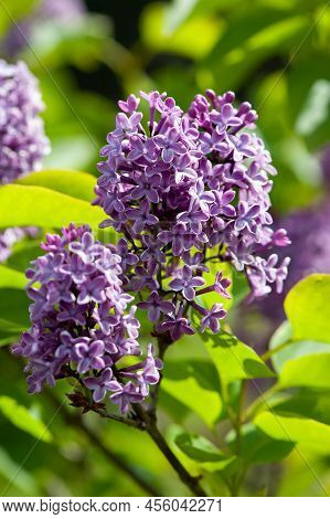 Purple Lilac Bush Sort Syringa Oleaceae Henryi Bloosom On A Spring Time