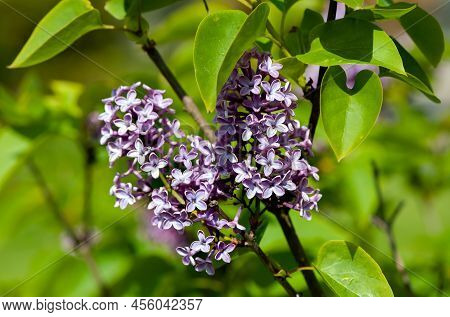 Purple Lilac Bush Sort Syringa Oleaceae Henryi Bloosom On A Spring Time