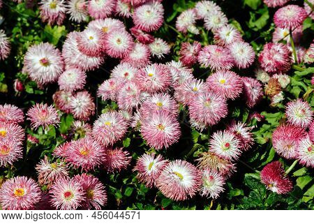 Popular Spring Flowers Daisy Bellis Pomponette Blossom In The Garden