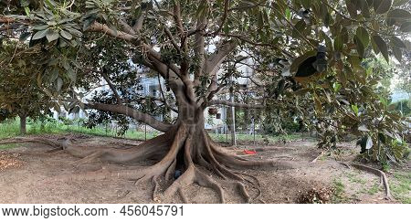 Giant Ficus Elastica, Also Known As The Rubber Plant (lat. Ficus Elastica) In Urban Areas