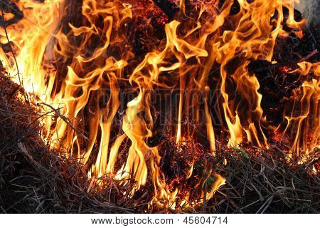 fire inflaming in the forest