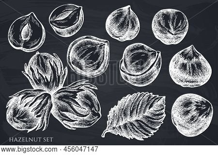 Vector Set Of Hand Drawn Chalk Hazelnut Stock Illustration