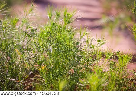 Baked Cumin To Eat In Indian Farm, Agriculture Of Green Cumin Plant,zira, Cumin: Plant And Cumin See