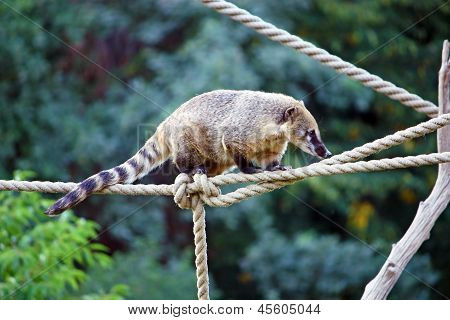 Sydamerikanske Coati